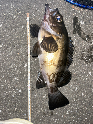 シロメバルの釣果