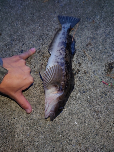 アイナメの釣果