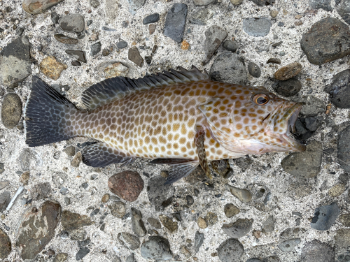 オオモンハタの釣果