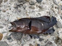 ヤミハタの釣果