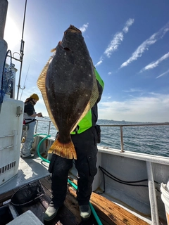 ヒラメの釣果