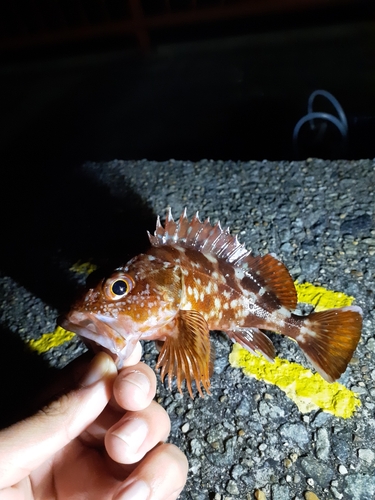 カサゴの釣果