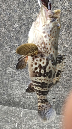 チャイロマルハタの釣果