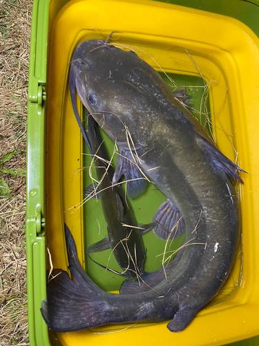 釣果