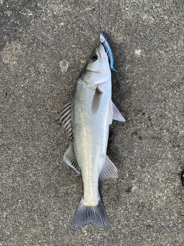 ハネ（マルスズキ）の釣果