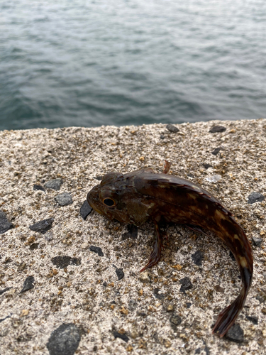 アラカブの釣果