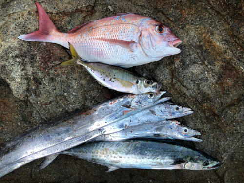 サゴシの釣果