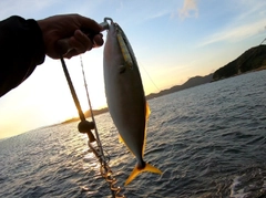 ハマチの釣果