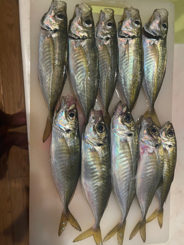 アジの釣果