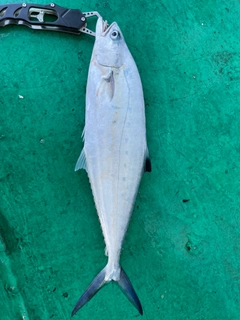 ギンガメアジの釣果