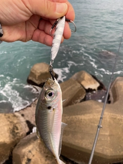 マアジの釣果