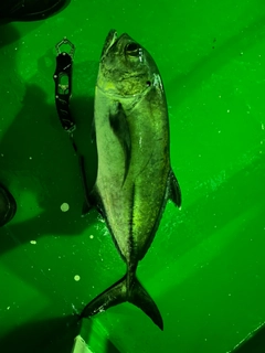 ギンガメアジの釣果