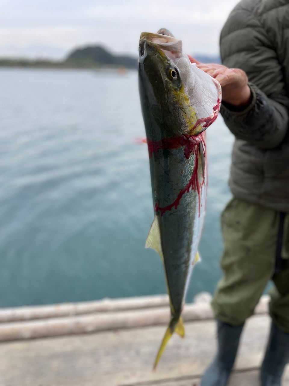 ハマチ