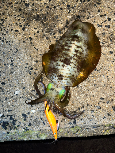 アオリイカの釣果