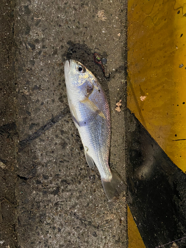 イシモチの釣果