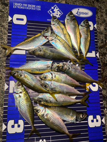 アジの釣果