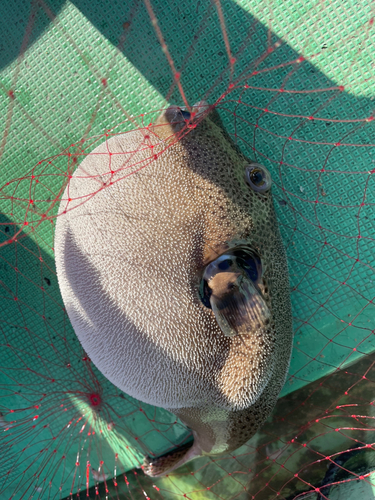 釣果