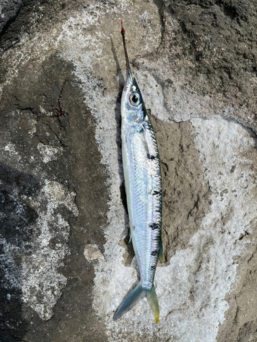 サヨリの釣果