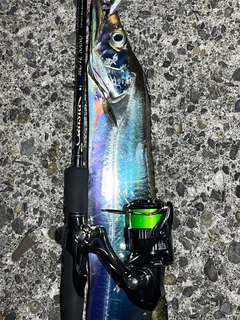 タチウオの釣果