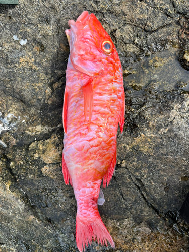 オジサンの釣果