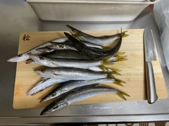 カマスの釣果