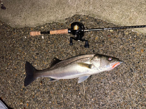 シーバスの釣果