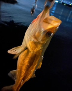 シーバスの釣果