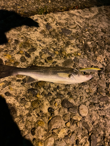 シーバスの釣果