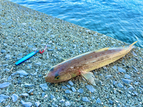 エソの釣果