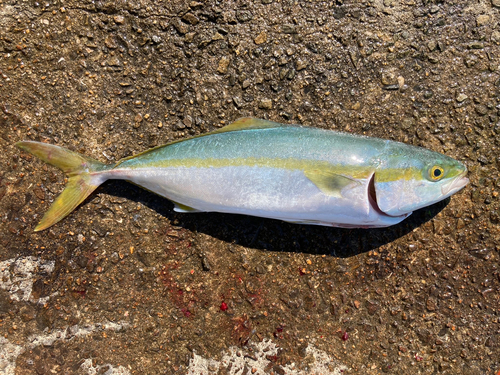 ハマチの釣果