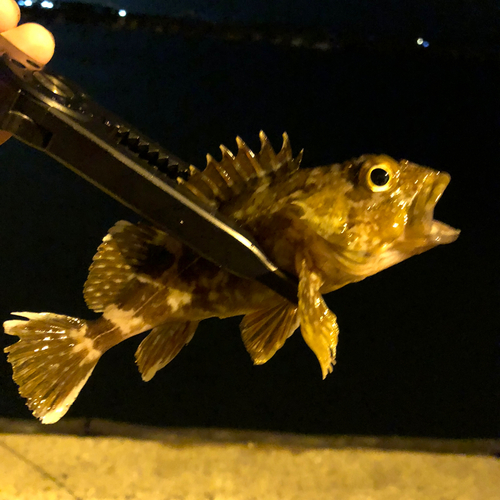 タケノコメバルの釣果