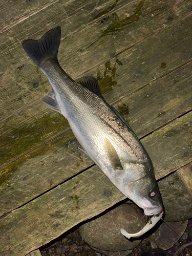 シーバスの釣果