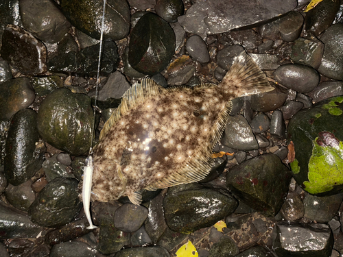 ヒラメの釣果