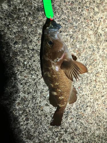 エゾメバルの釣果