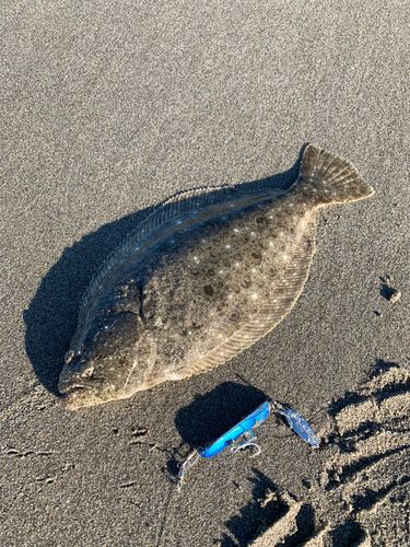 ソゲの釣果