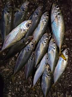 アジの釣果