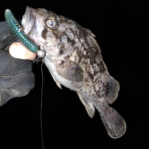 クロソイの釣果