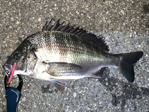 クロダイの釣果