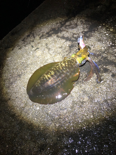 モイカの釣果