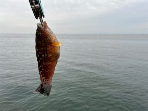 ホシササノハベラの釣果