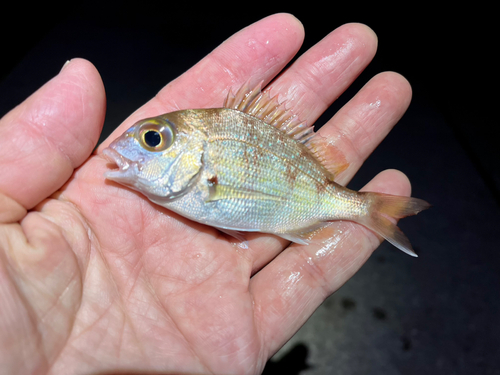 チャリコの釣果