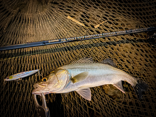 シーバスの釣果