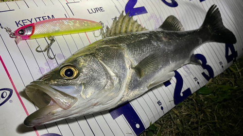 シーバスの釣果