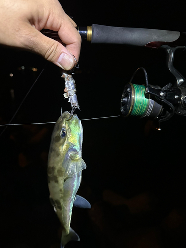 シロサバフグの釣果