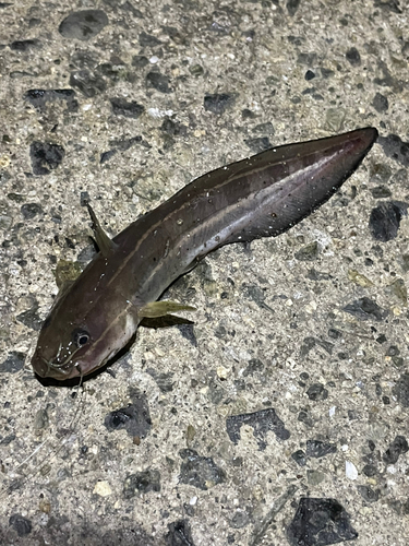 ゴンズイの釣果