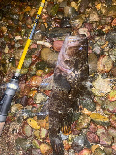 タケノコメバルの釣果