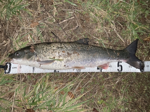 マルタウグイの釣果