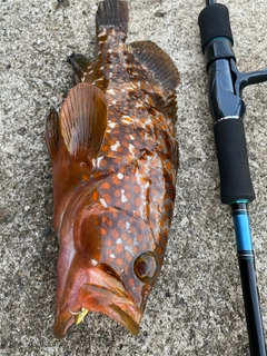 キジハタの釣果