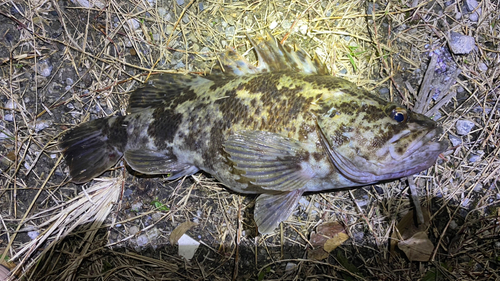 タケノコメバルの釣果