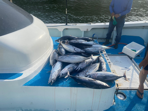 カツオの釣果